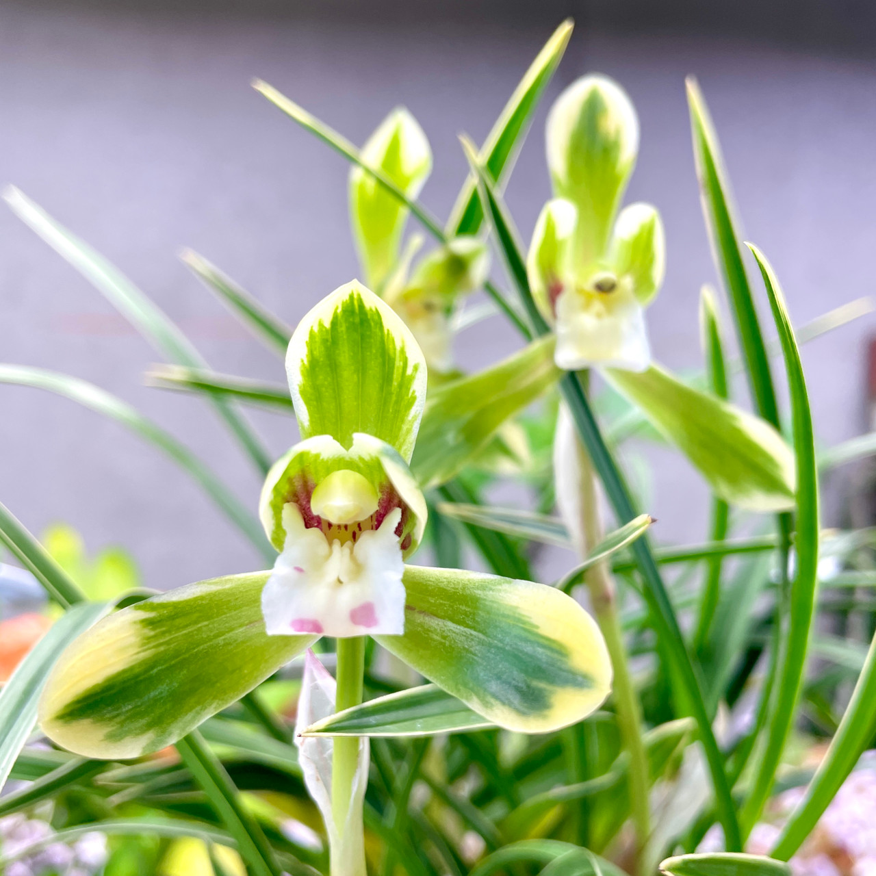Cymbidium goeringii Tian Cao 天草 | SapphireChild Orchids at Julia