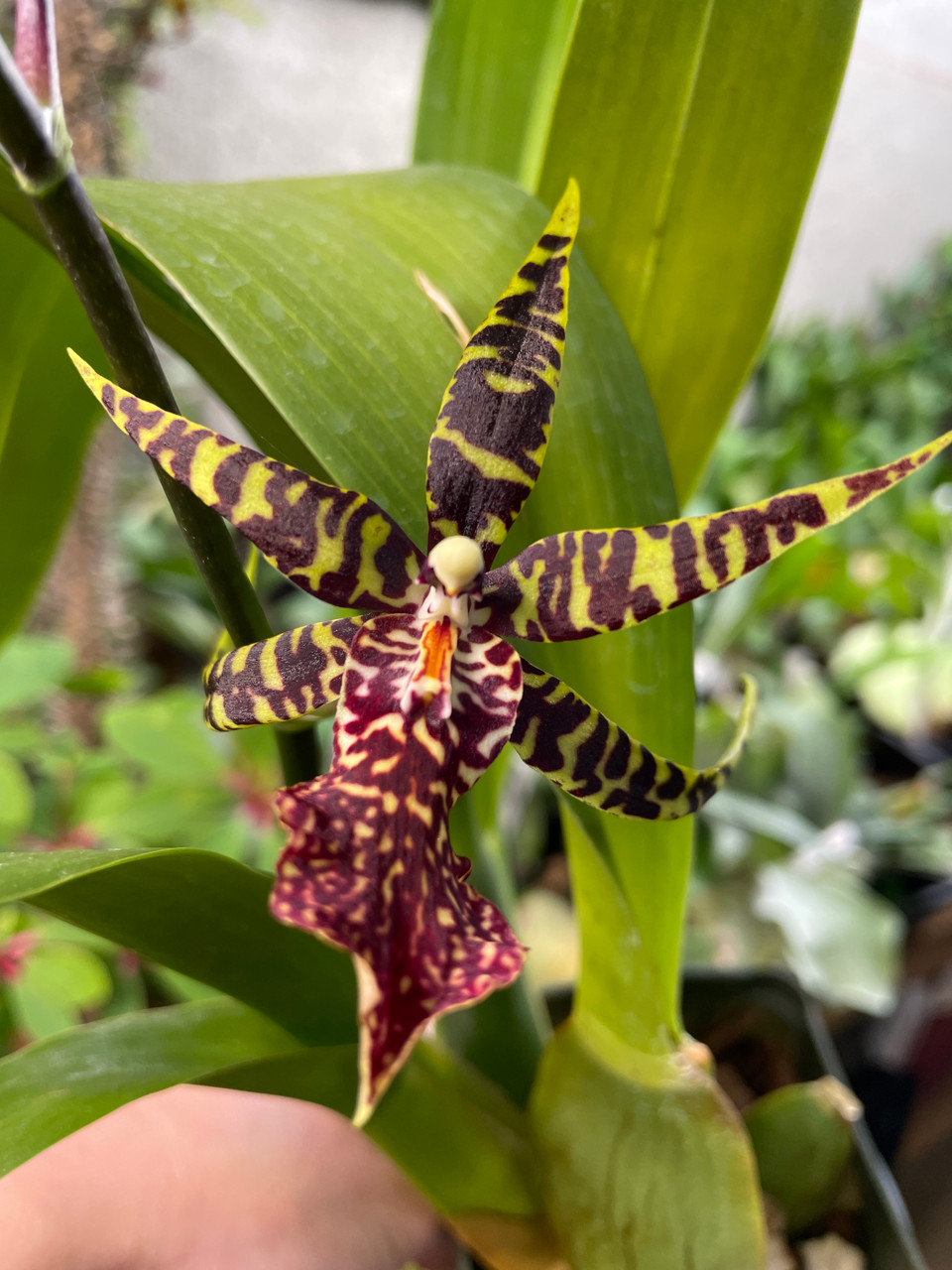 Arthurara Sea Snake 'Unforgetable' | SapphireChild Orchids at