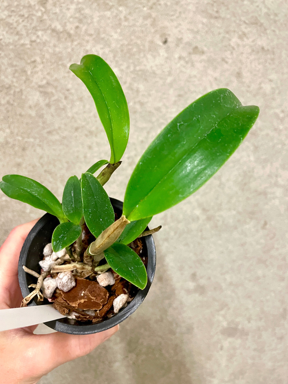 Ctt. Little Fairy x C. Quinquecolor | SapphireChild Orchids at