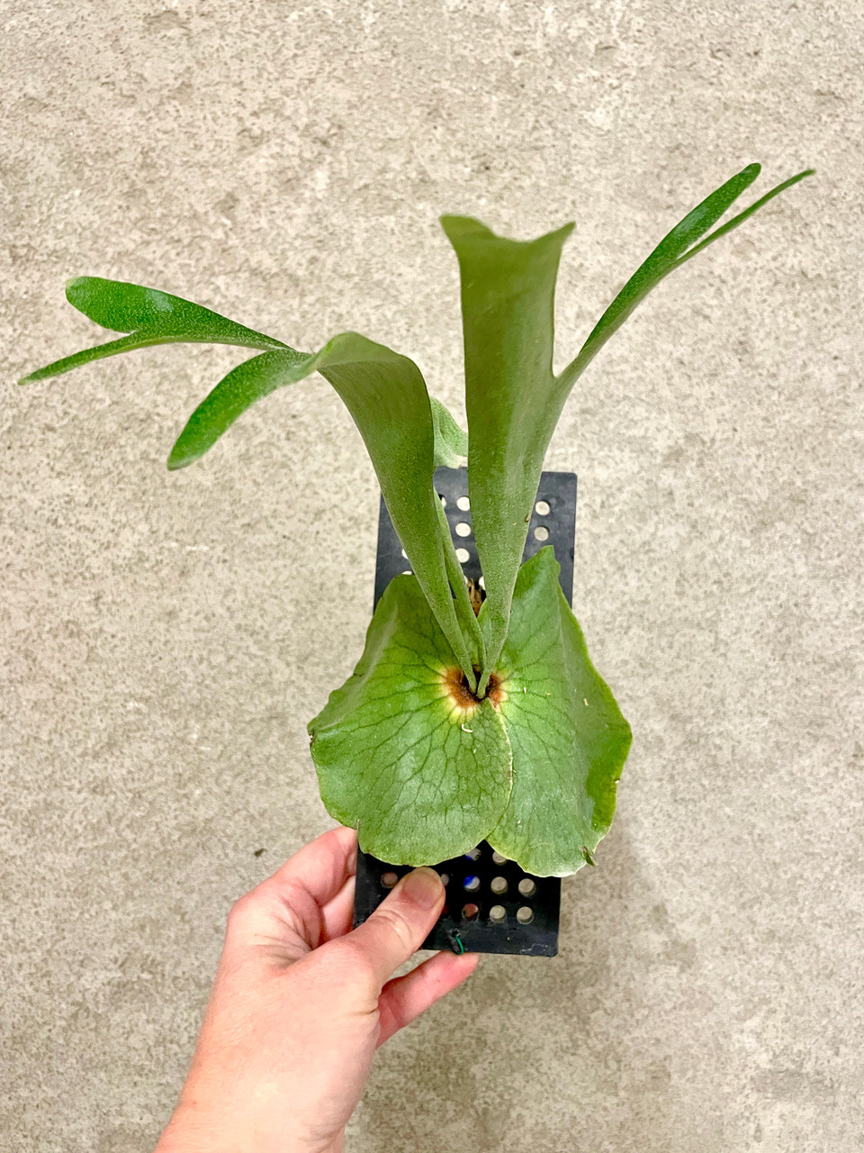 Platycerium alcicorne | rare fern | SapphireChild Orchids