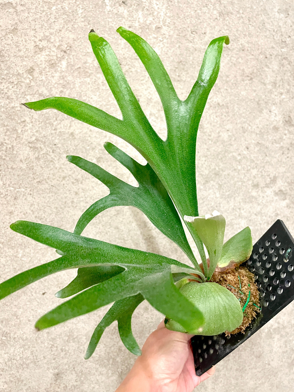 Platycerium alcicorne | rare fern | SapphireChild Orchids