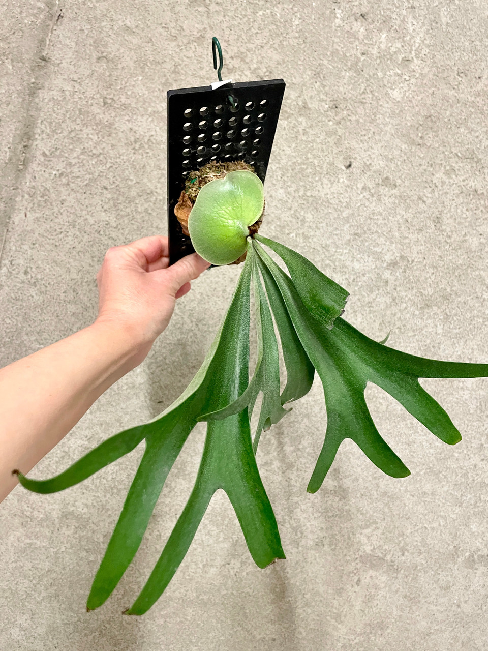 Platycerium alcicorne | rare fern | SapphireChild Orchids