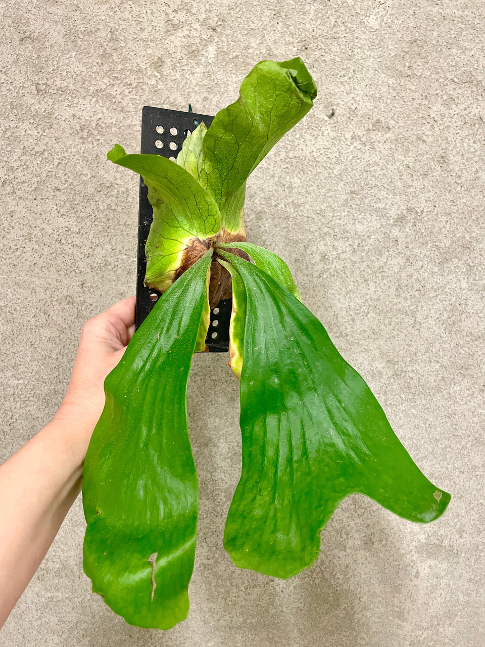 Platycerium Neptune | rare fern | SapphireChild Orchids