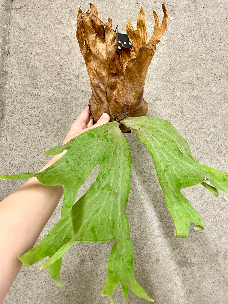 Platycerium wallichii | rare fern | SapphireChild Orchids