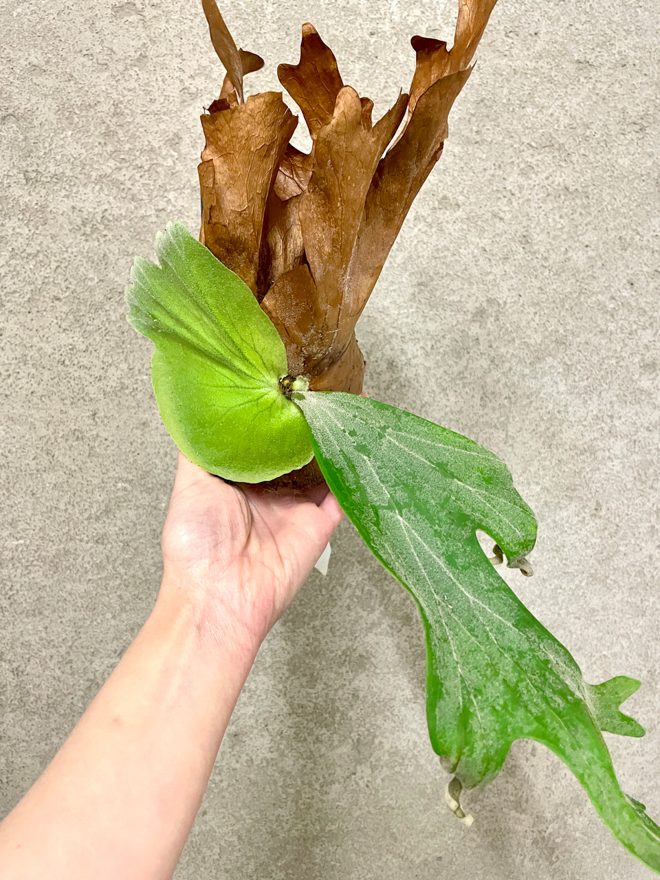 Platycerium wallichii | rare fern | SapphireChild Orchids
