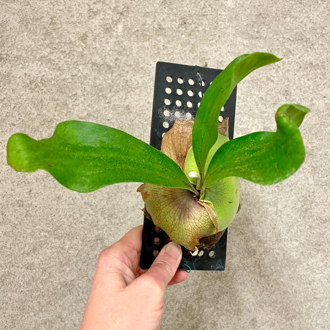 Hillii dwarf&curl 胞子 Platycerium hillii Hillii Kylin spore Willinckii P. | 胞子培養 ③