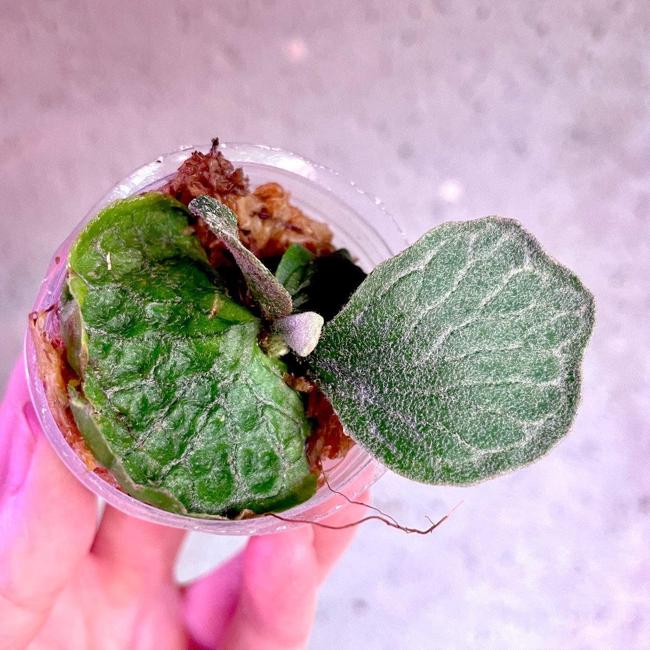 Platycerium Wings of Angel | Very Rare Dwarf Fern | SapphireChild