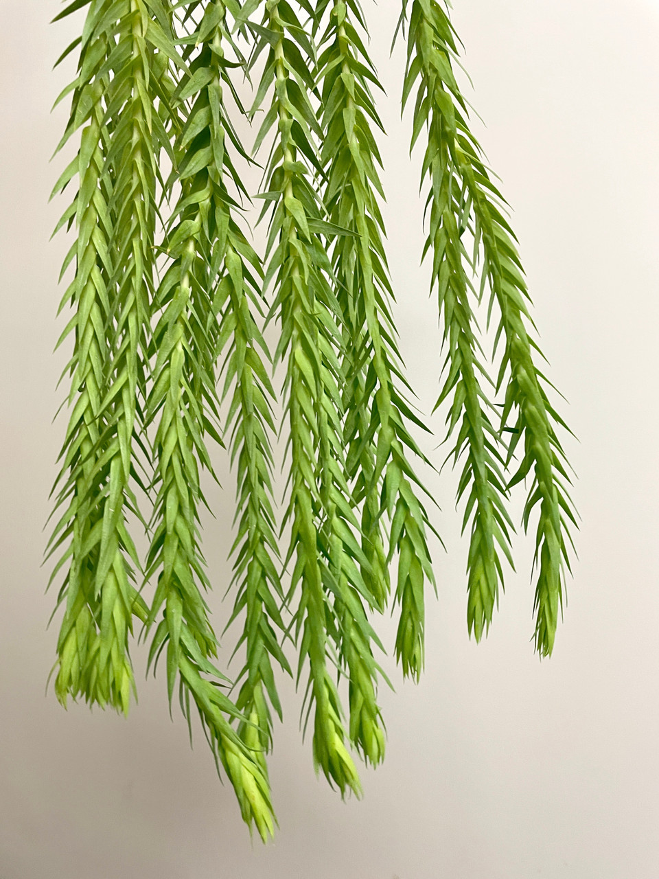 Huperzia goebelii | fir clubmosses | SapphireChild Orchids