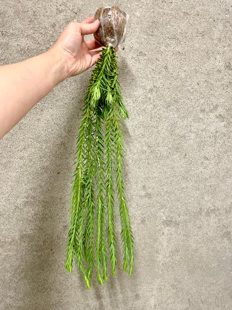 Huperzia goebelii | fir clubmosses | SapphireChild Orchids