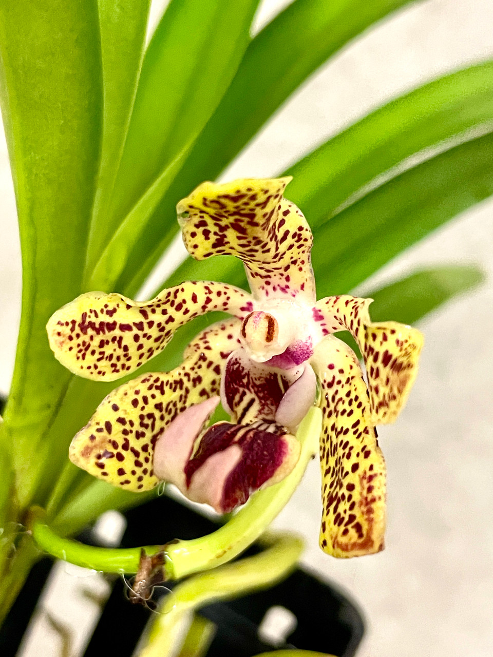 Vanda lombokensis x cristata | SapphireChild Orchids at Julia