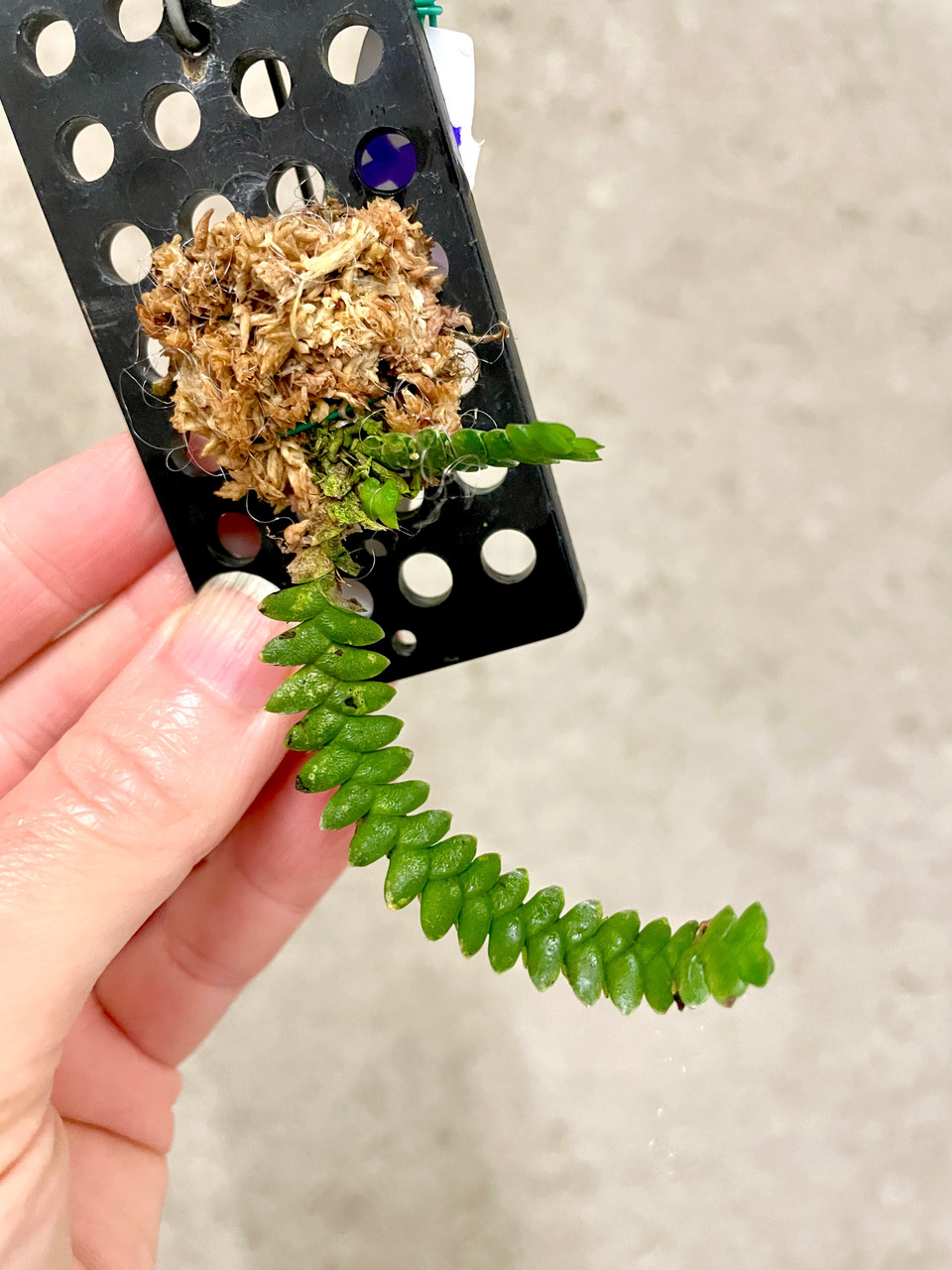 Microsaccus griffithii | SapphireChild Orchids at Julia Redman Art