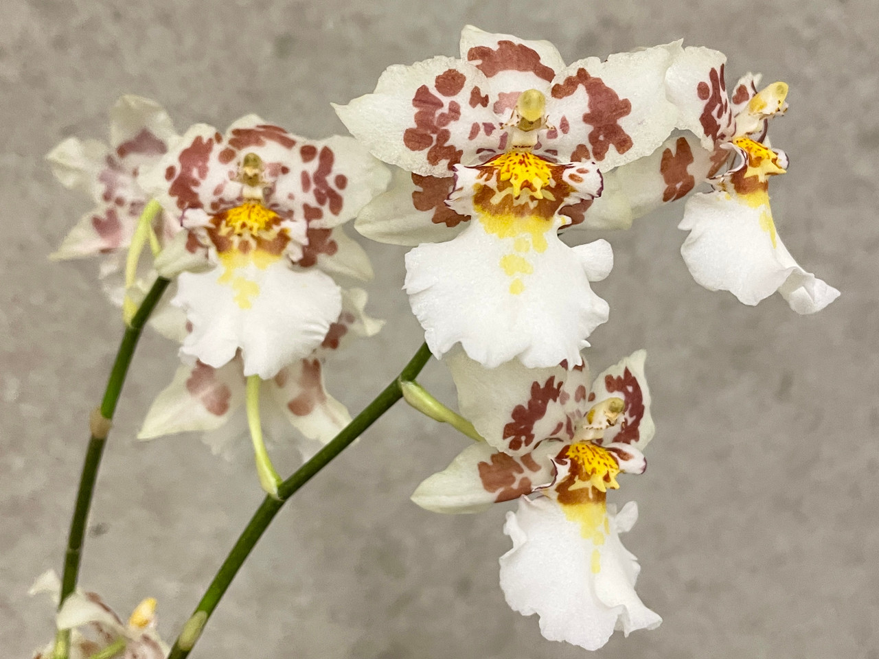 Odontocidium Parquet 'Uptown Girl' | SapphireChild Orchids