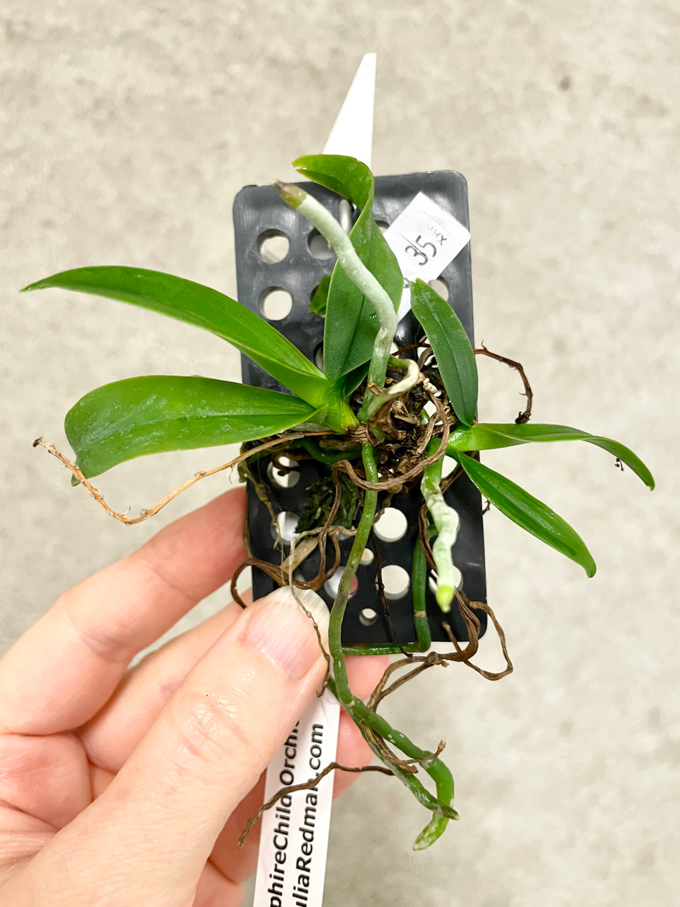Saccolabiopsis pusilla | SapphireChild Orchids at Julia Redman Art