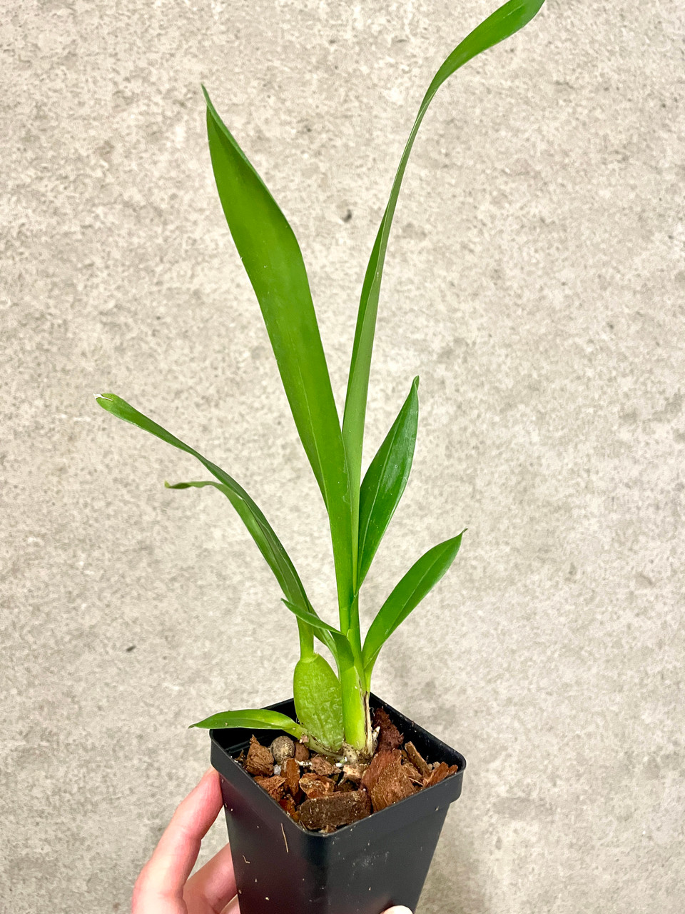 Wilsonara Joe Vanilla 'First Out' | SapphireChild Orchids at Julia