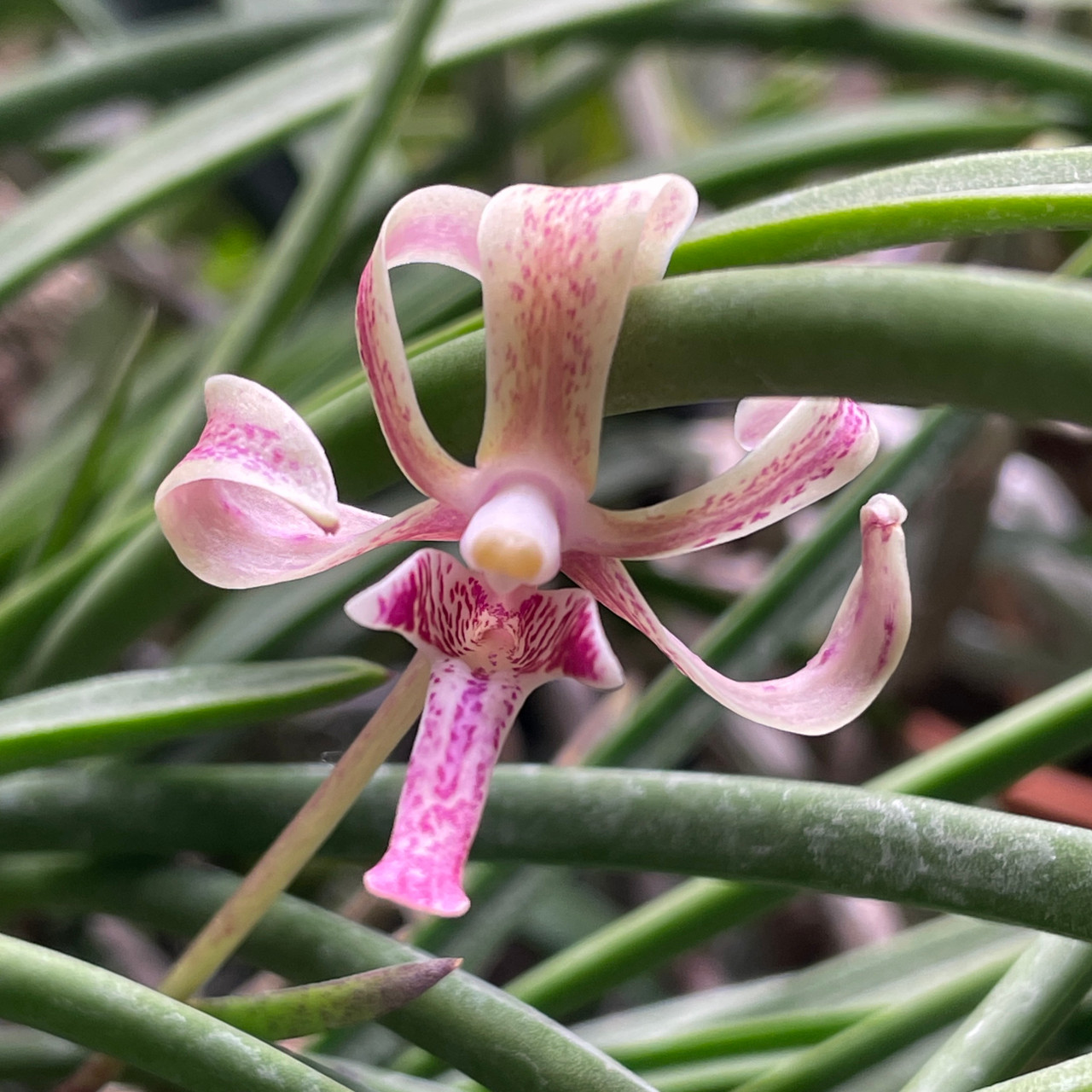 Paravanda Athena Von Fox | SapphireChild Orchids at Julia Redman Art