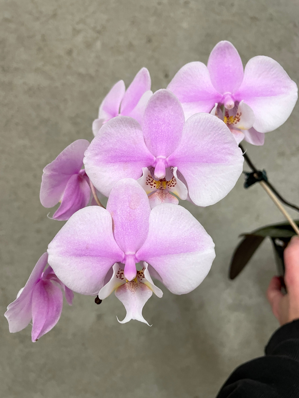 Phal sanderiana x schilleriana v. purpurea | SapphireChild Orchids