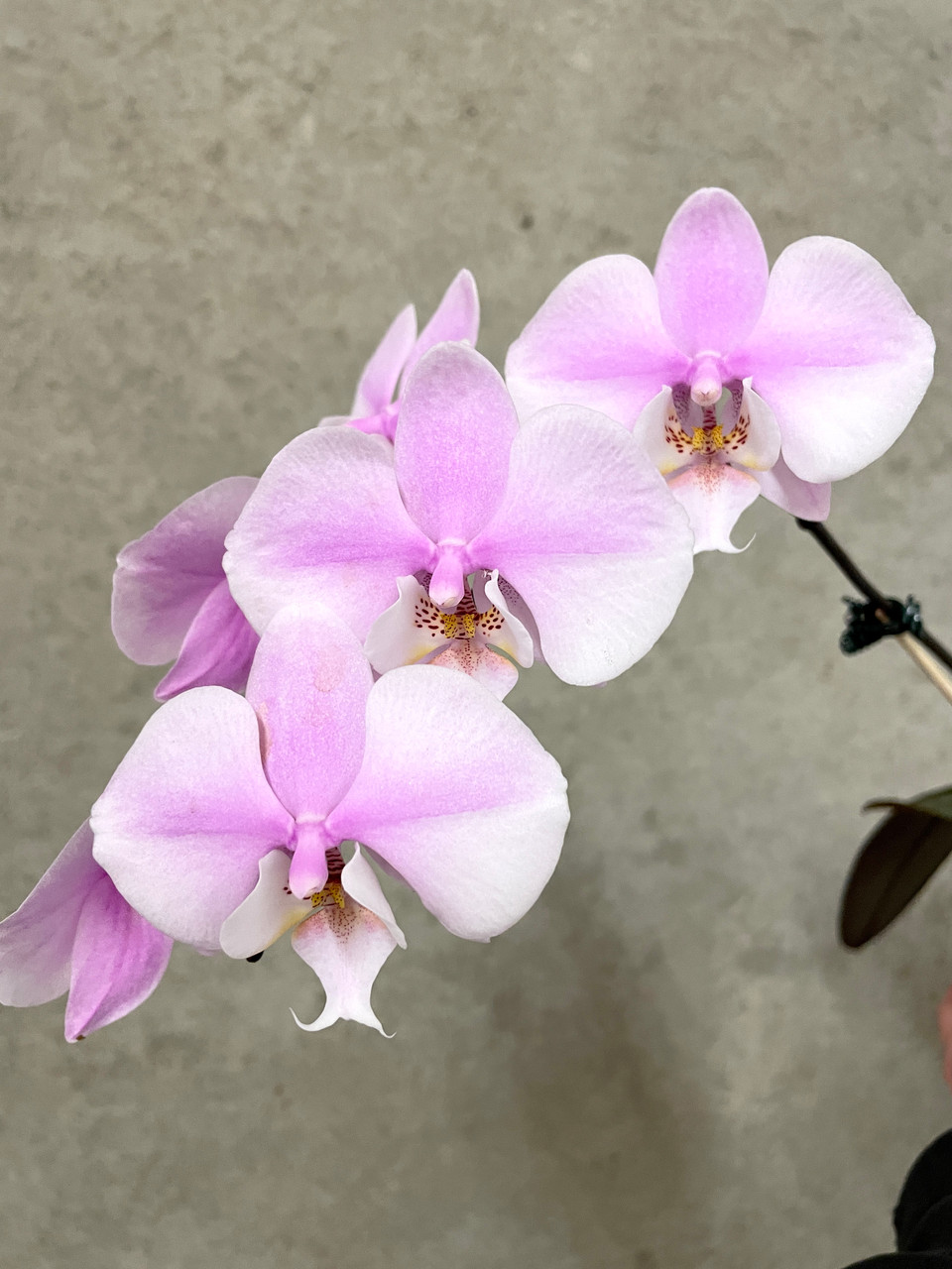 Phal sanderiana x schilleriana v. purpurea | SapphireChild Orchids