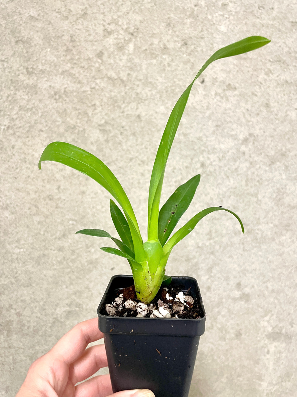 Bratonia (Miltassia) Charles M Fitch 'Izumi' AM/AOS
