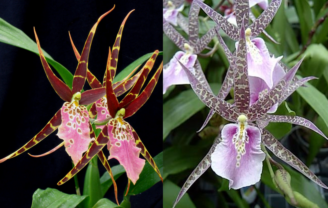 Bratonia (Miltassia) Lavender Kiss 'Lavender Taffy