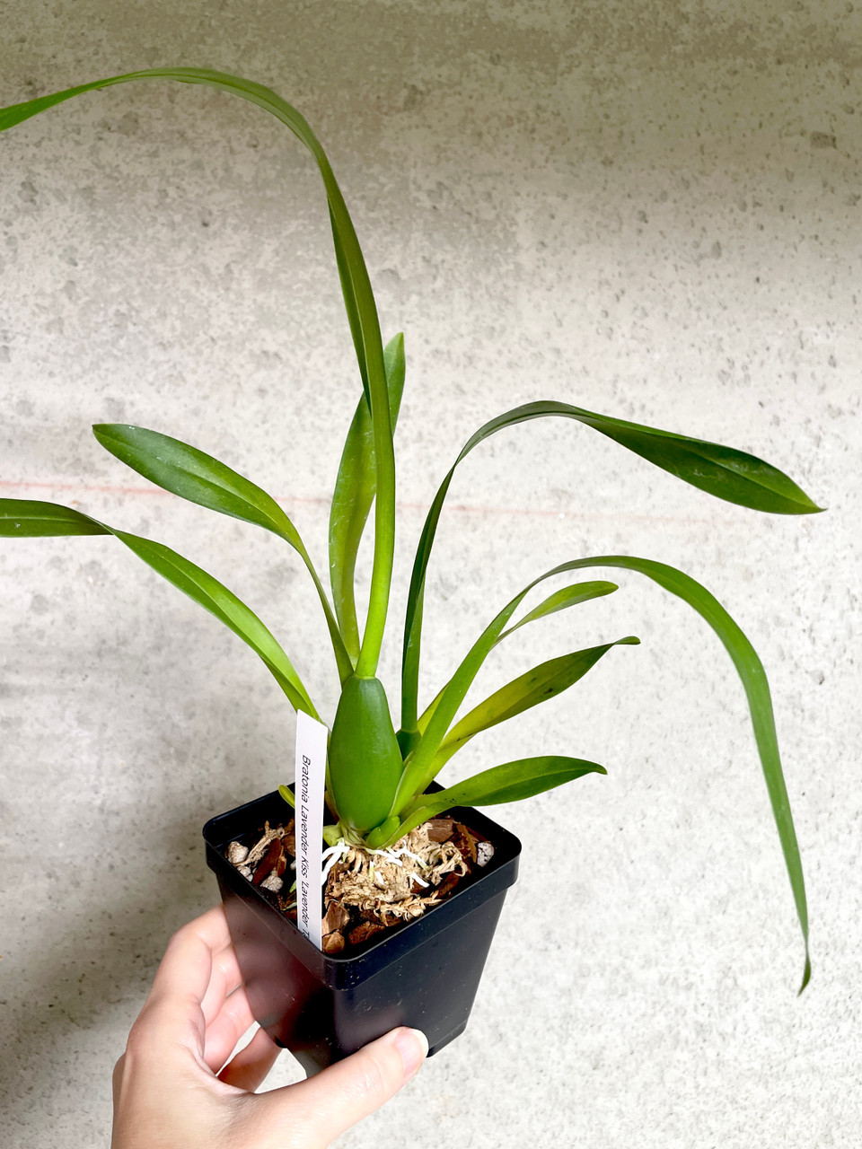 Bratonia (Miltassia) Lavender Kiss 'Lavender Taffy
