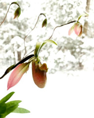 Winter hibernation: a pause on plant shipping