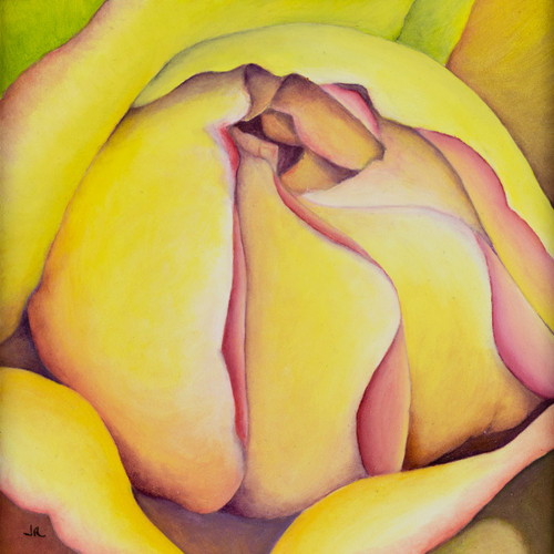 Rosa O'Keeffe | velvety voluptuous cabbage rose | Original Art by Julia Redman
