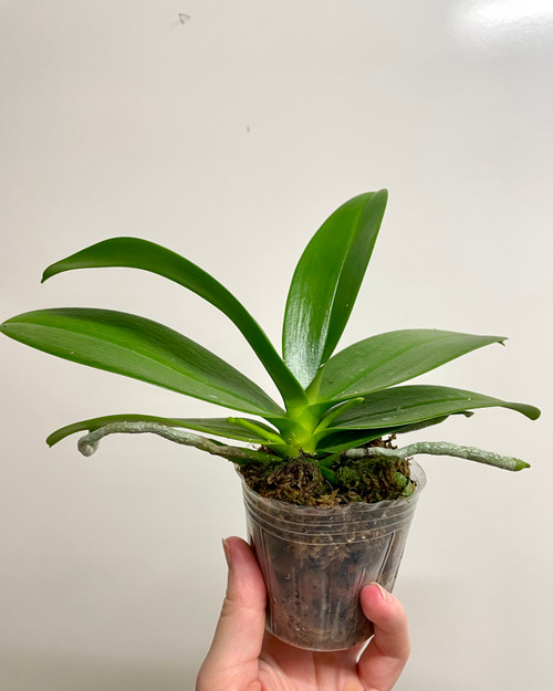 Example plant for sale