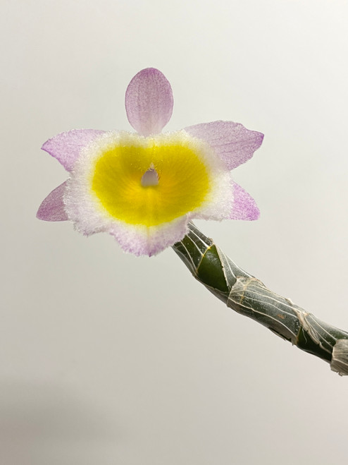 Dendrobium primulinum example flower