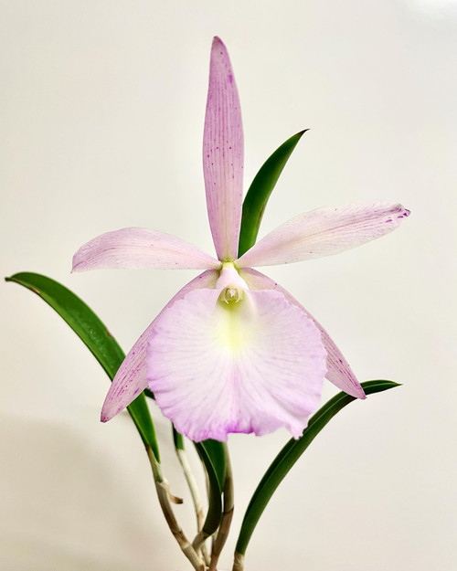 BC Walter August (Summer Spots x nodosa) 4N | SapphireChild Orchids