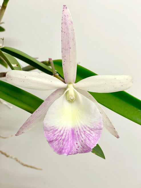 Bc Green Veil x nodosa 4N | SapphireChild Orchids at Julia Redman Art