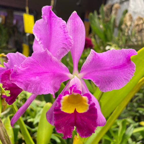Cattleya eldorado 'Mt Ito' example flower photo
