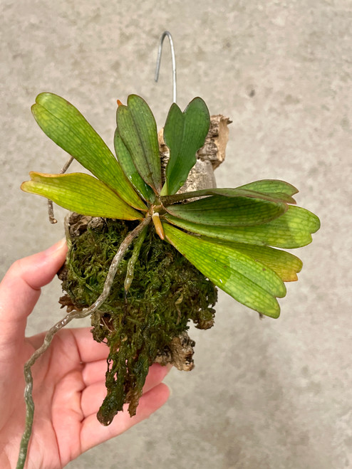 Examples of Aerangis biloba plants for sale