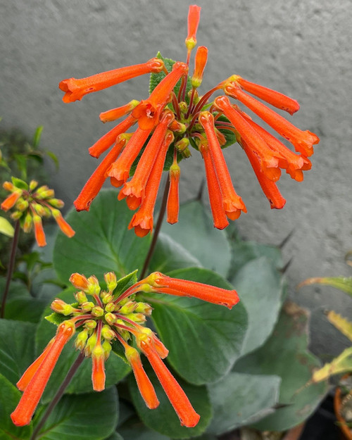 Example flowers, Sinningia insularis