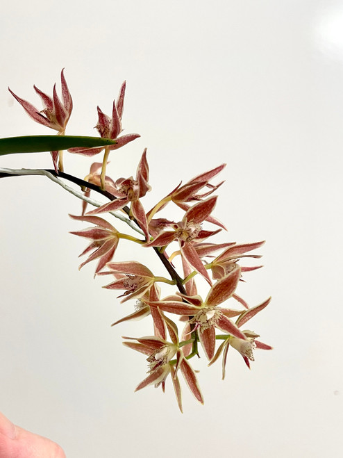 Macradenia multiflora | miniature species | SapphireChild Orchids