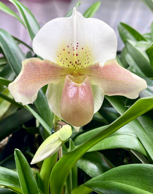 Example flower Paph Great Bay