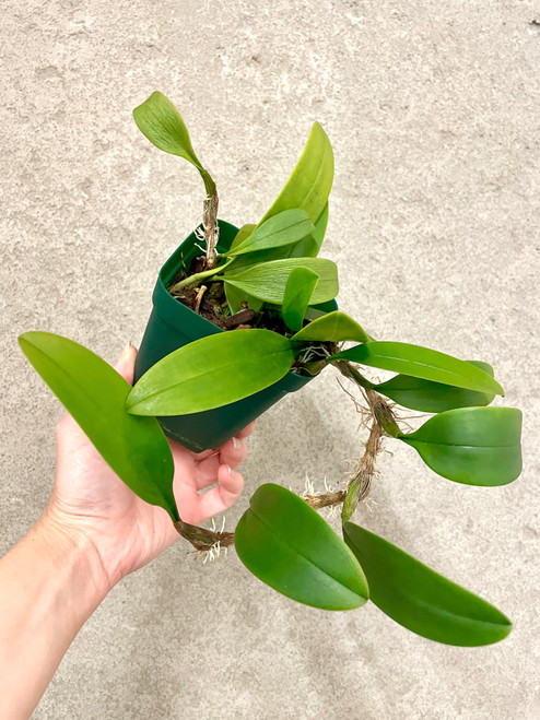 Example of plants for sale of Bulbophyllum patens