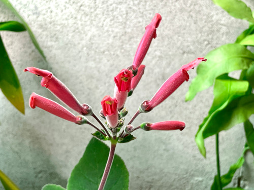 Sinningia iriae example flowers