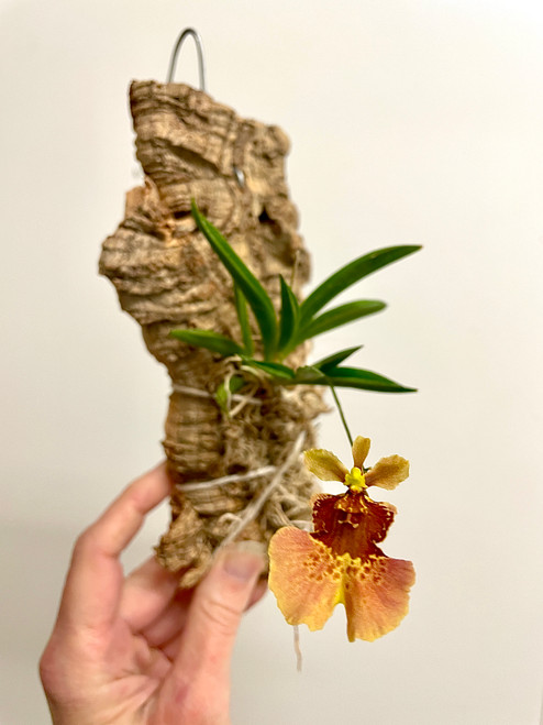 Equitant Oncidium henekenii hybrid | SapphireChild Orchids