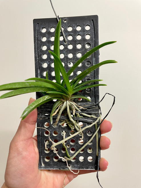 Vandachostylis falcata x Charm plants for sale