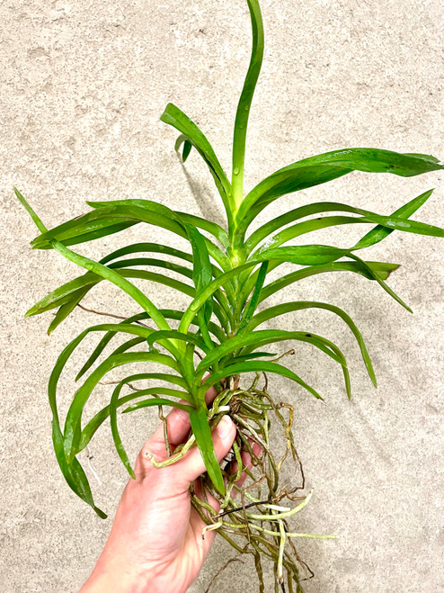 example of Vanda Joannah's Delight (Vanda falcata × Vanda denisoniana) plants for sale