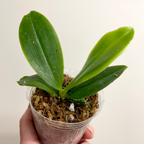 Phalaenopsis corningiana | SapphireChild Orchids