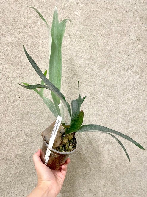 Platycerium Wolverine plants for sale (3.5 inch pot size)