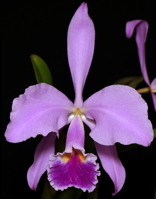 Cattleya gaskelliana (f. amoena x f. coerulea) | SapphireChild Orchids