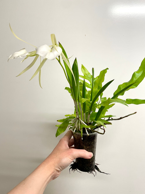 Brassavola nodosa Instant Container Garden | Established Mixed Planting | SapphireChild Orchids
