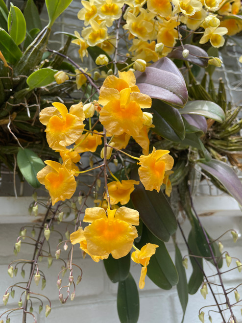 Dendrobium aggregatum | SapphireChild Orchids
