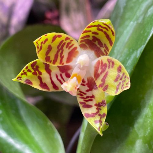 Phalaenopsis amboinensis flavida example flower