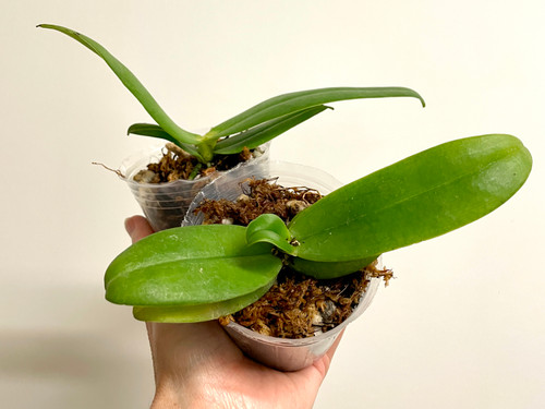Phalaenopsis kapuasensis