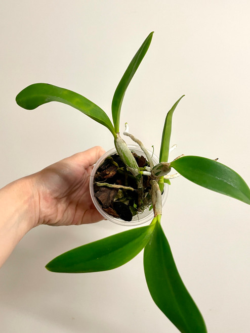 Cattleya Susan Martin coerulea | dayana x nobilior | SapphireChild Orchids