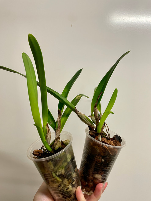 Laelia purpurata semi-alba | SapphireChild Orchids