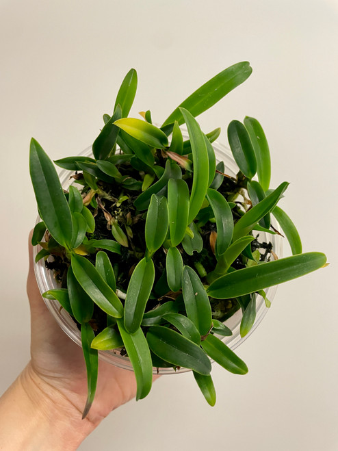 Cattleya Purpurato-Rex (Canhamiana × purpurata) Large Compot option